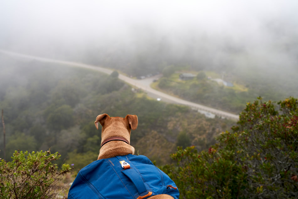 A photo from behind of my dog Bobby wearing his hiking backpack, looking out over a foggy cliff